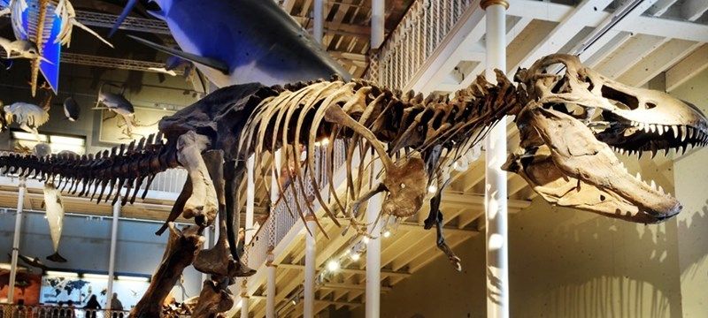 Photo of the dinosaur from the National Museum.