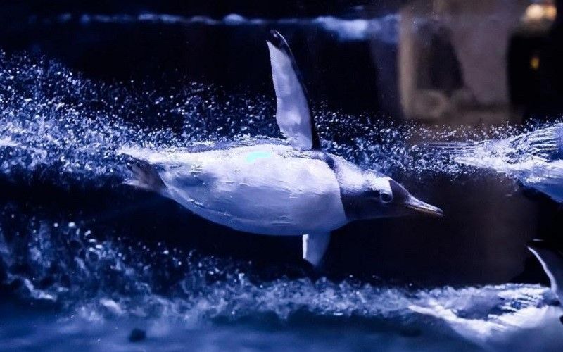 Penguin swimming