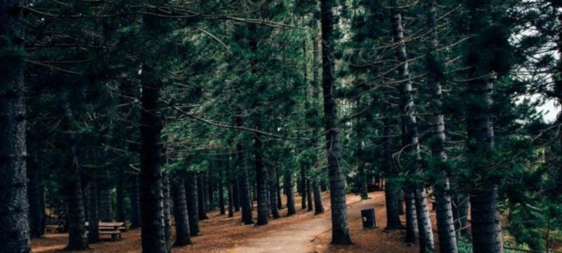 Photo of Sherwood Forest.